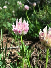 Trifolium parryi