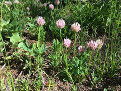Trifolium parryi