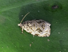 Phaecasiophora leechi