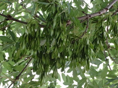Fraxinus excelsior