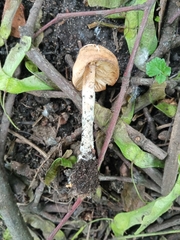 Marasmius oreades