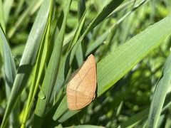 Cyclophora linearia