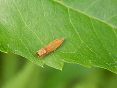 Lathronympha strigana