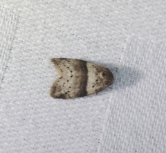 Stictane rectilinea chinesica