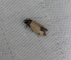 Tyrolimnas anthraconesa