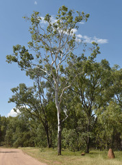 Corymbia confertiflora