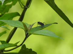 Cosmodela virgula