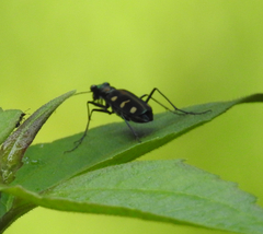 Cosmodela virgula