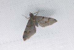 Chrioloba perpusilla