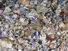 Fusigobius inframaculatus