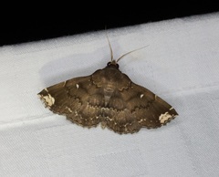 Adrapsa quadrilinealis