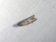 Copamyntis leptocosma