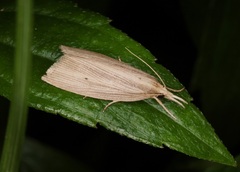 Chilo sacchariphagus