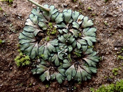 Riccia inflexa
