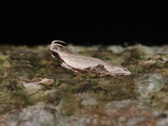 Hypatima verticosa