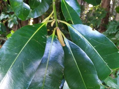 Calophyllum australianum