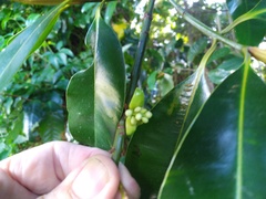 Calophyllum australianum