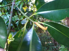 Calophyllum australianum