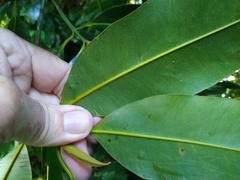 Calophyllum australianum