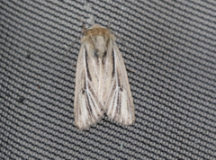 Mythimna anderreggii