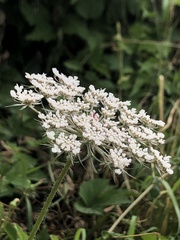 Daucus carota