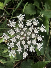 Daucus carota