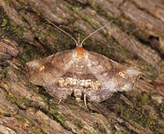 Throana pectinifer