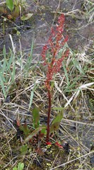 Rumex arcticus
