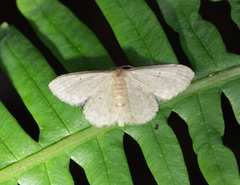 Idaea ptyonopoda