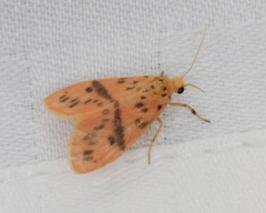 Miltochrista arcuata