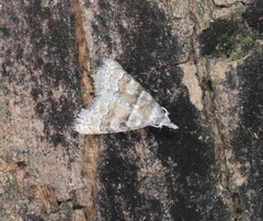 Nola bifascialis