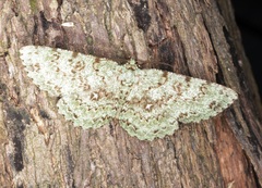 Ophthalmitis herbidaria