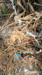 Argiope lobata