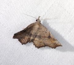Throana pectinifer