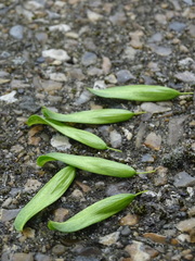Fraxinus excelsior