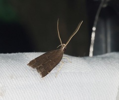 Torodora gemella