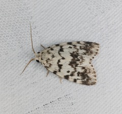 Aemene taprobanis