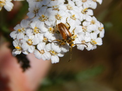Pseudovadonia