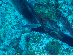 Ferdauia orthogrammus
