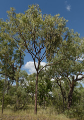 Amyema biniflora