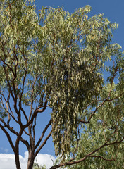 Amyema biniflora