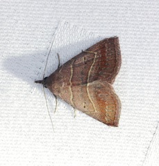 Corgatha dictaria