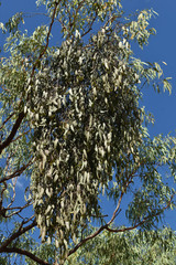 Amyema biniflora