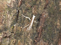 Epicephala lativalvaris