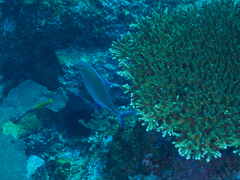 Ferdauia orthogrammus