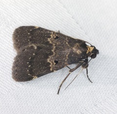 Hydrillodes nilgirialis