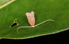 Lecitholaxa thiodora