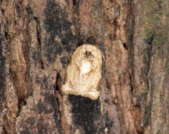 Neocalyptis liratana
