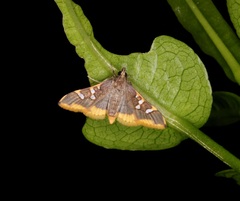 Prophantis adusta