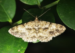 Psilalcis galsworthyi